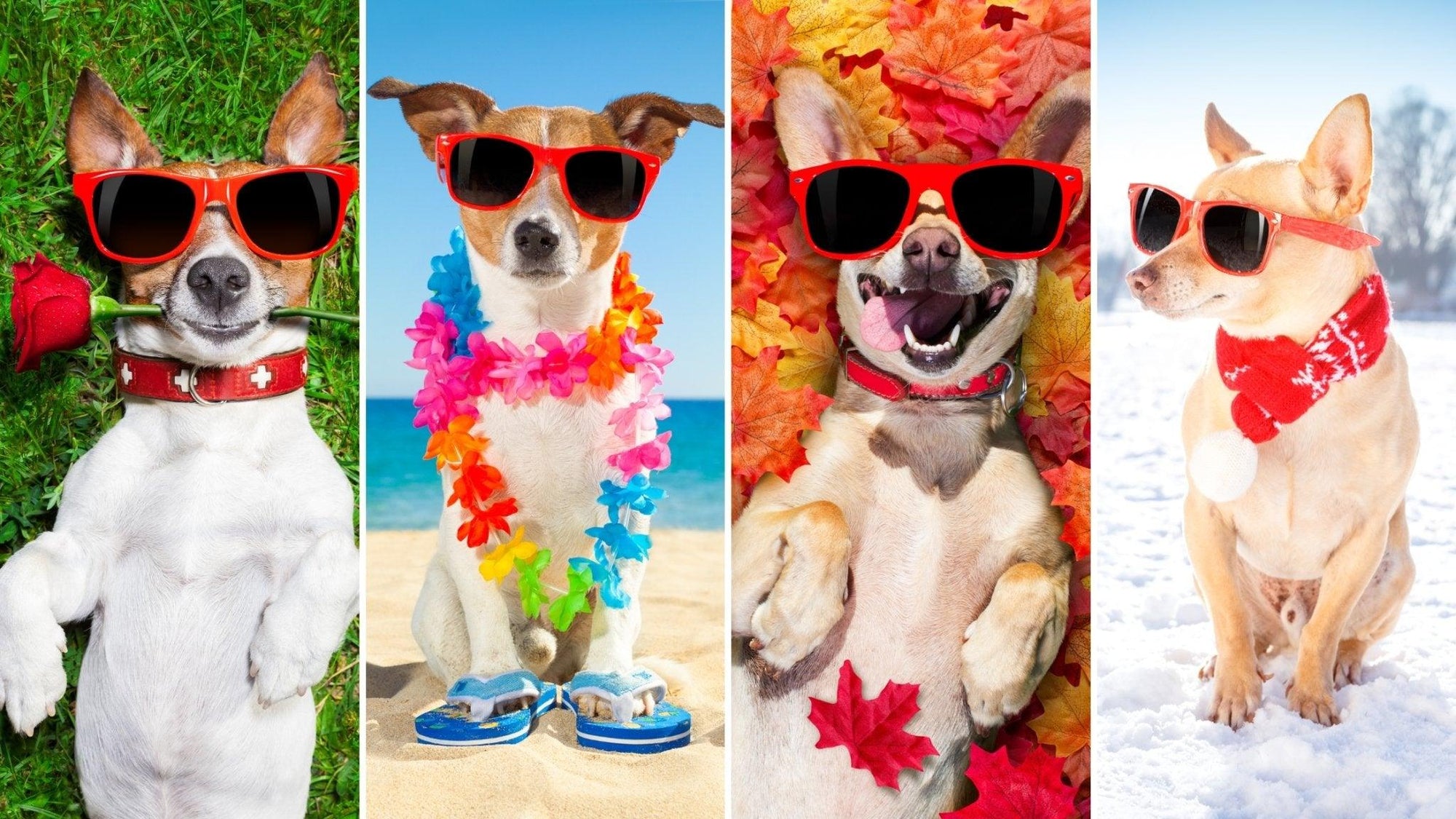 A Ruff Guide to Grooming: Adjusting Your Routine for Every Season - Lillian Ruff