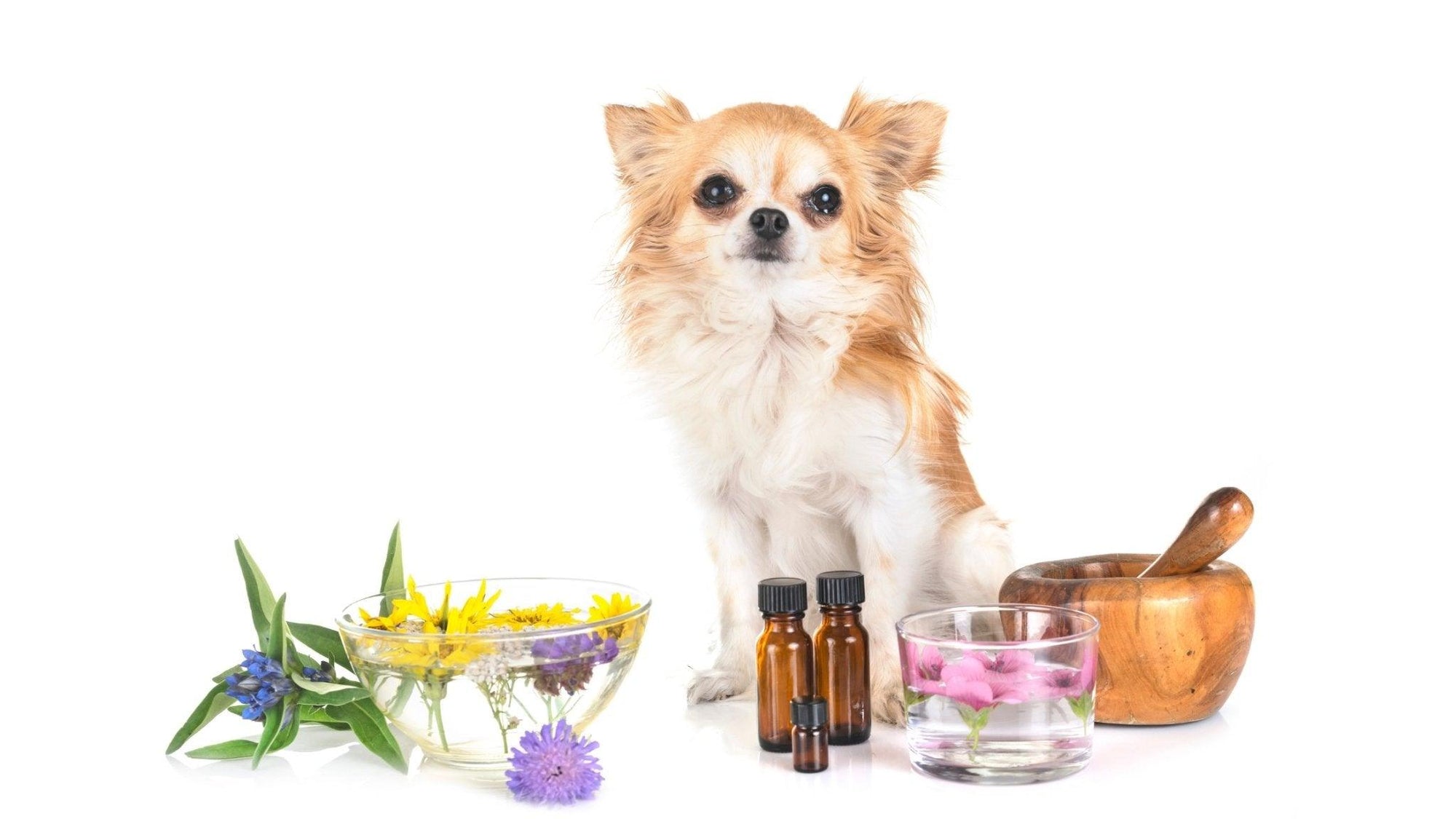 Groom Without the Gloom: A Guide to Stress-Free Grooming for Anxious Animals - Lillian Ruff