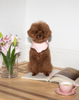 Camille Collar