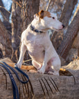 Pro Line Leather Hunting Dog Leash
