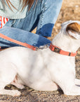 Quick-Release Style Leather Collar and Leash Set