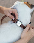 Pro Line Quick-Release Leather Dog Collar with Metal Buckle