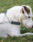 Martingale Leather Dog Collar