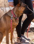 Modern Style Quick-Release Leather Dog Collar
