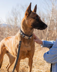 Modern Style Leather Dog Leash