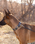 Modern Style Leather Dog Leash