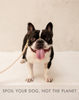 Collar - Air Tag Enabled - Vegan Leather - Cupertino