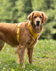 Yellow - Velvet Dog Harness