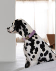 'Lilac' - Velvet Dog Collar