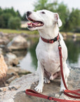 Celtic Sport Quick-Release Leather Dog Collar