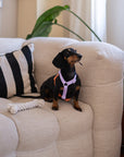 Lavender and Terracotta - Dog Harness