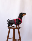 Bordeaux - Comfort Dog Harness