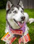 Snack Pack Dog Treat Sampler