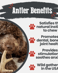 Deer Antler Dog Chews | Organic Chews for Dogs