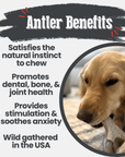 Deer Antler Dog Chews | Organic Chews for Dogs