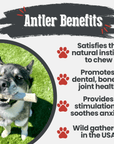 Reindeer Antler Dog Chews | Organic Chews for Dogs