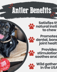 Reindeer Antler Dog Chews | Organic Chews for Dogs