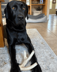 Deer Antler Dog Chews | Organic Chews for Dogs