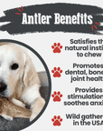 Elk Antler Dog Chews | All-Natural Whole and Split Elk Antler Chews for Dogs