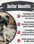 Elk Antler Dog Chews | All-Natural Whole and Split Elk Antler Chews for Dogs