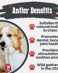 Elk Antler Dog Chews | All-Natural Whole and Split Elk Antler Chews for Dogs