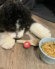 Reindeer Antler Dog Chews | Organic Chews for Dogs