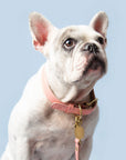 Rosè Collar