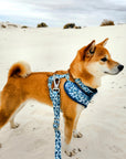 Great Wave Leash
