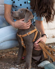 Step In Leather Dog Harness