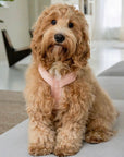 Powder Rose - Comfort Dog Harness