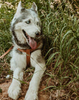 Step In Leather Dog Harness
