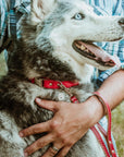 Rolled Leather Quick-Release Dog Collar