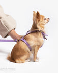 Fairy Heritage Harness