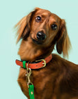 Loyal Collar