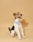 Blue Gingham Cherry Bandana