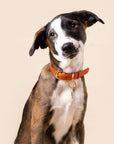 Sunset Collar