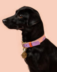 Sweet Collar
