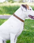 Pro Line Hunting Leather Collar and Leash Set