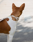 Collar - Air Tag Enabled - Vegan Leather - Cupertino