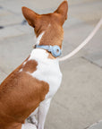 Collar - Air Tag Enabled - Vegan Leather - Cupertino