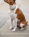 Collar - Air Tag Enabled - Vegan Leather - Cupertino