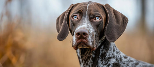 The 6 Best Dog Shampoos for German Shorthaired Pointers