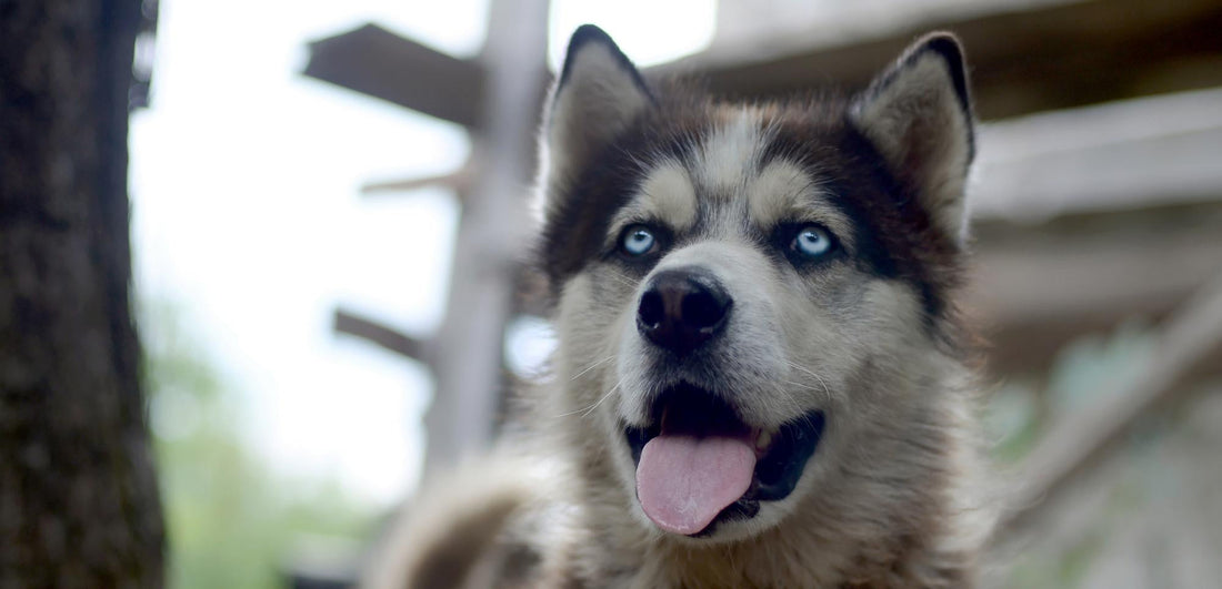 The 6 Best Dog Shampoos for Huskies