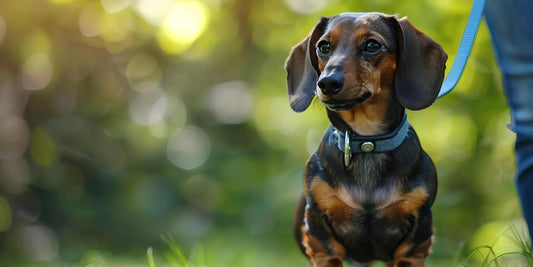 The 6 Best Dog Shampoos for Dachshunds