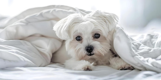 6 Best Dog Shampoos For Malteses