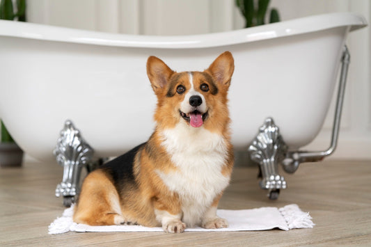 The 6 Best Dog Shampoos for Corgis