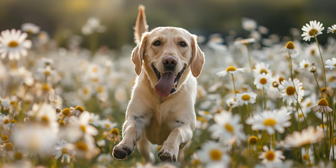 The 6 Best Dog Shampoos for Labrador Retrievers