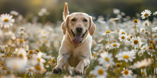 The 6 Best Dog Shampoos for Labrador Retrievers