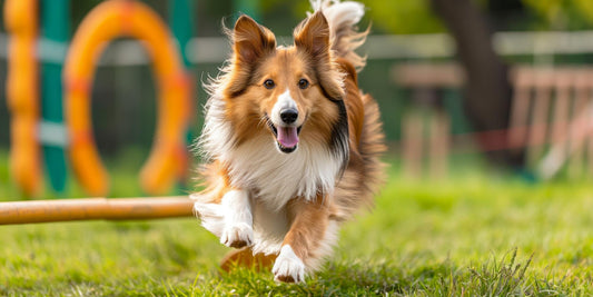6 Best Dog Shampoos For Shetland Sheepdogs