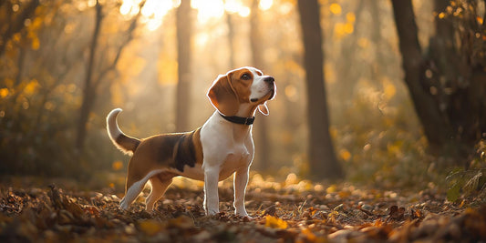 The 6 Best Dog Shampoos for Beagles